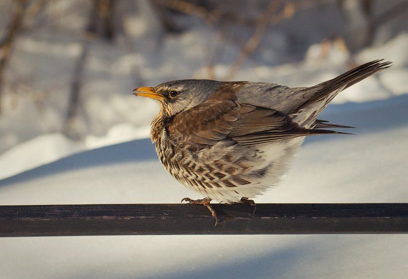 Дрозд, Зима, Птица Холодно...photo preview