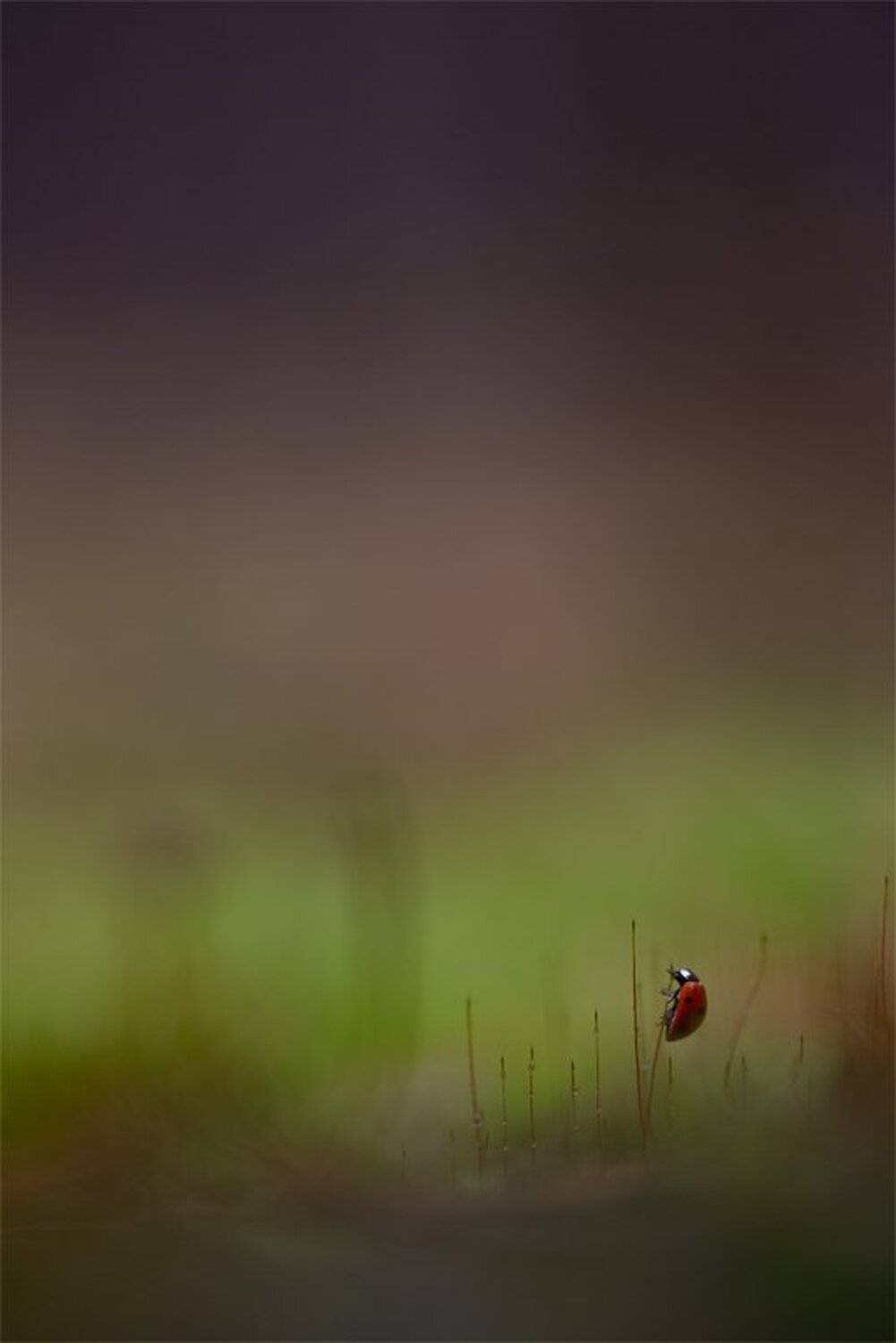 , Геннадий Мещеряков