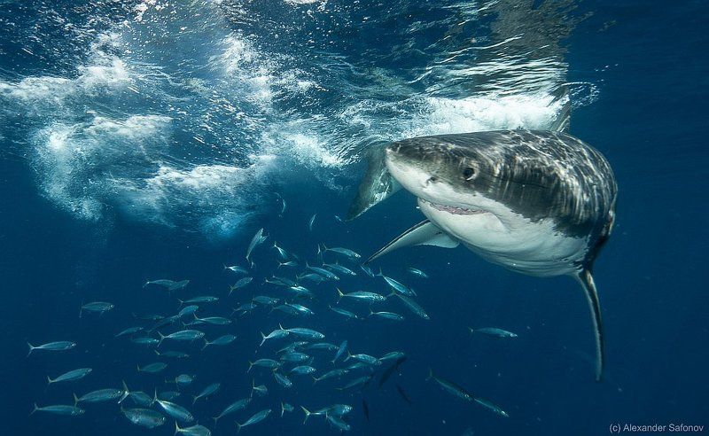 sharp turnphoto preview