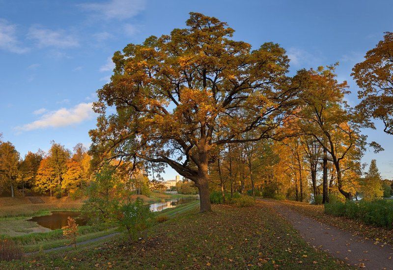 гатчина, гатчинский дворец, дворцовый парк, дуб, осень, пруд, рассвет Гатчина. Осенний паркphoto preview