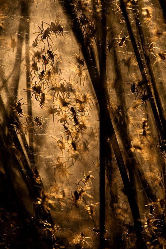 из серии про паучьи яслиphoto preview