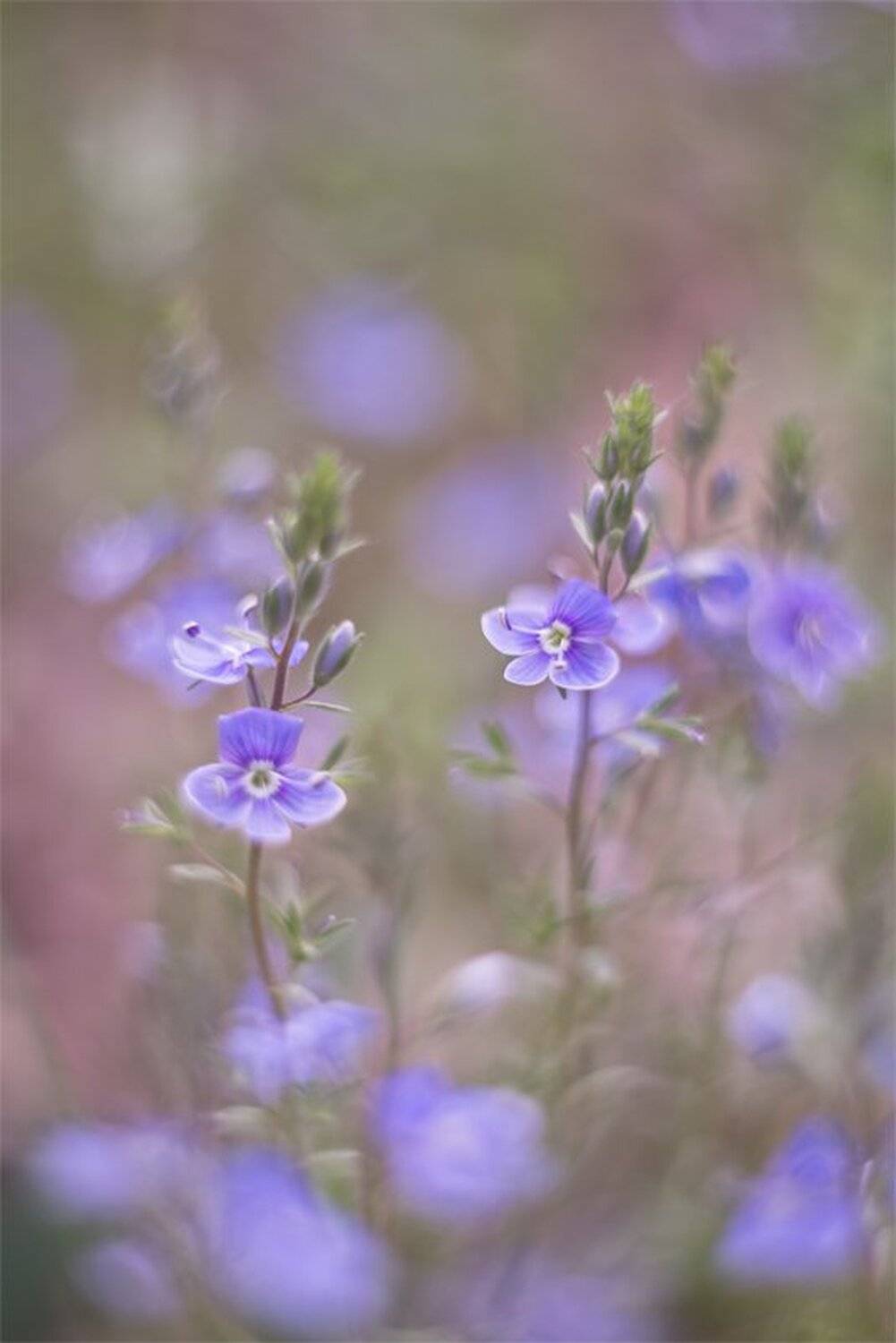 Нежность сиреневой седины.... Автор: Геннадий Мещеряков Nikon D 800, Вероника, Макро, Природа, Цветы, Геннадий Мещеряков