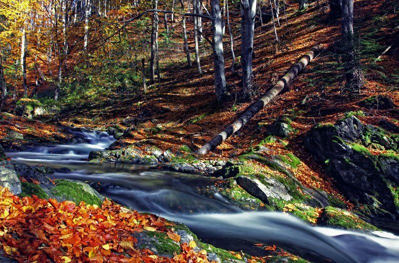 The Enchanted Forestphoto preview