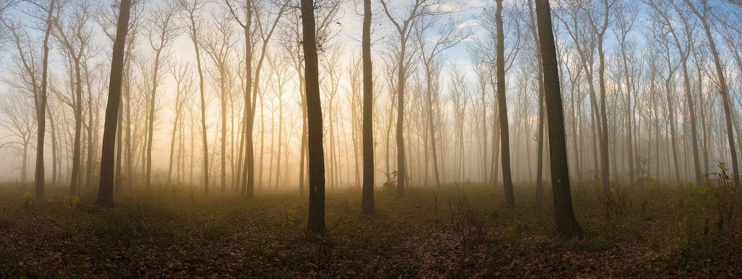 My Wood. Автор: Philip Peynerdjiev , Philip Peynerdjiev