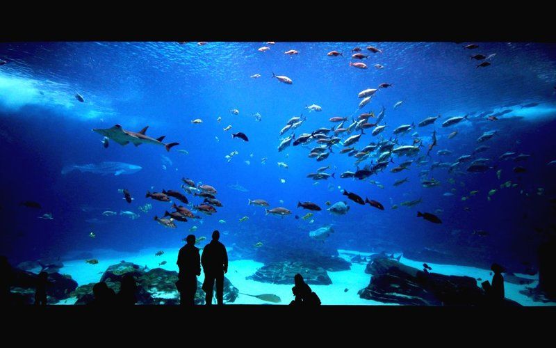 Georgia aquariumphoto preview