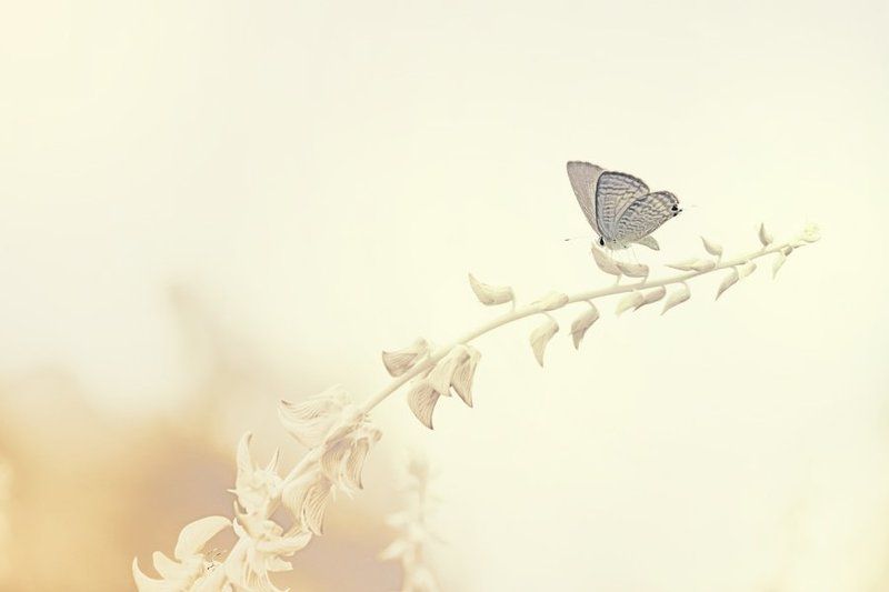 solitudephoto preview