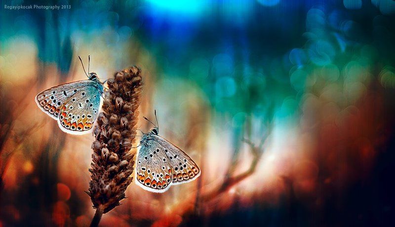 Togetherphoto preview