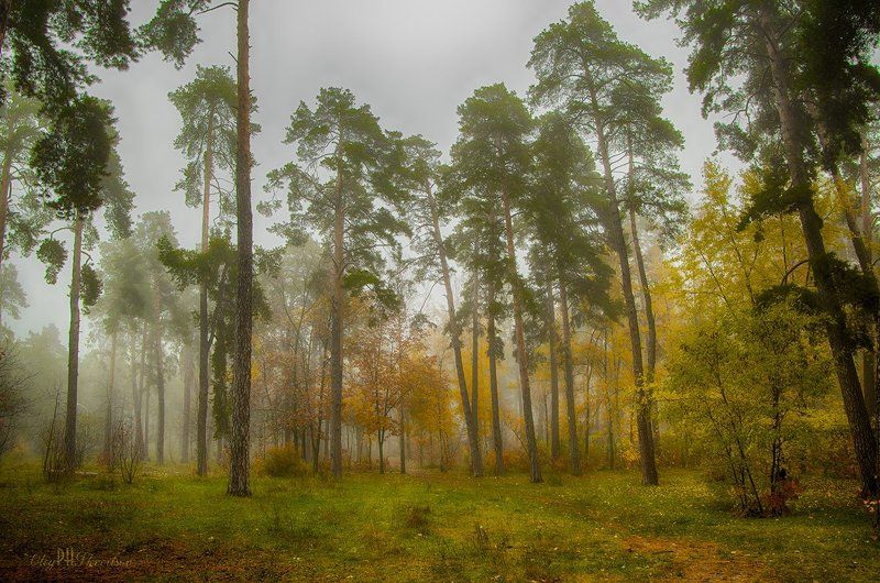 Сосныphoto preview