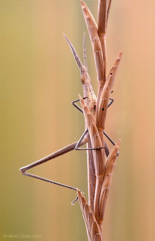 Акридаphoto preview