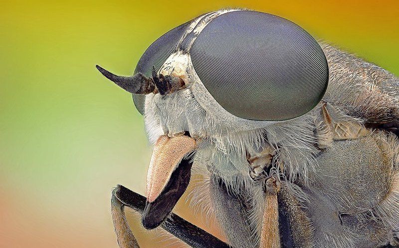 Horseflyphoto preview