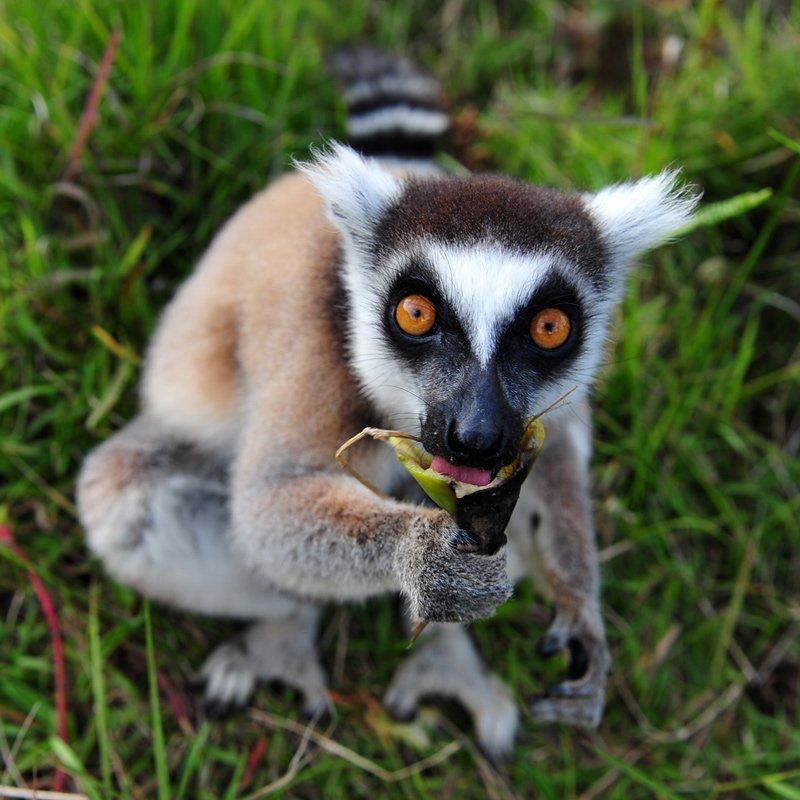 Бананphoto preview