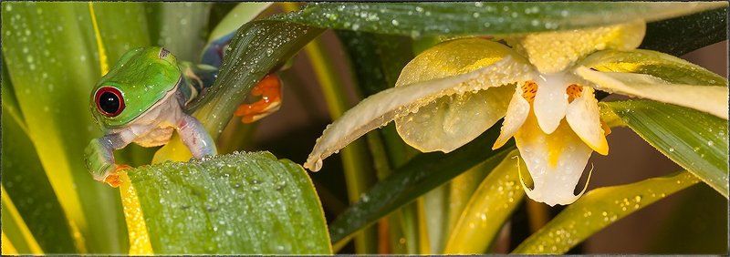 Лягушки веселятсяphoto preview