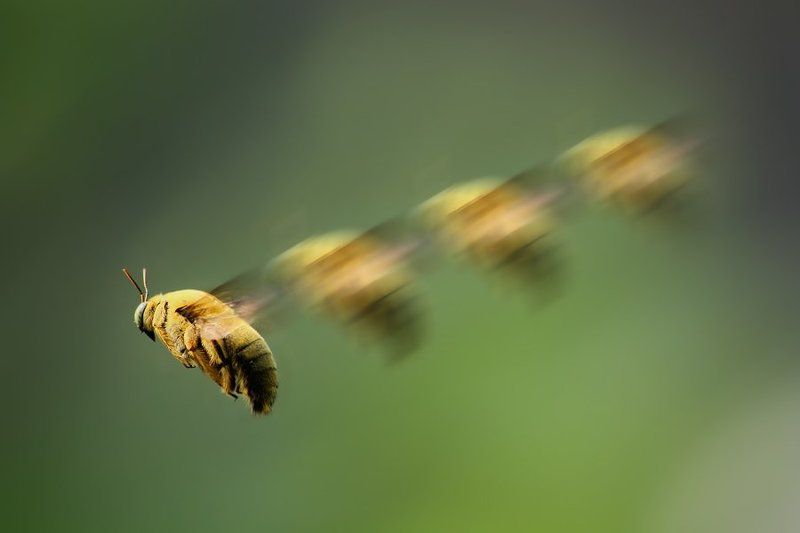 maneuveringphoto preview