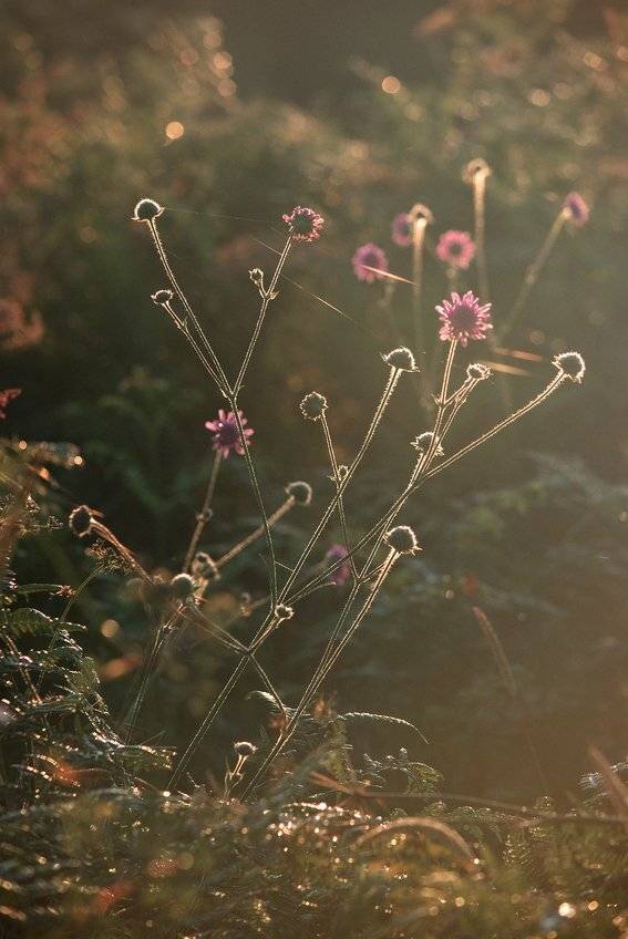 воспоминания.... Автор: Николай Шахманцир , Николай Шахманцир