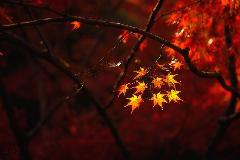 Golden lightphoto preview