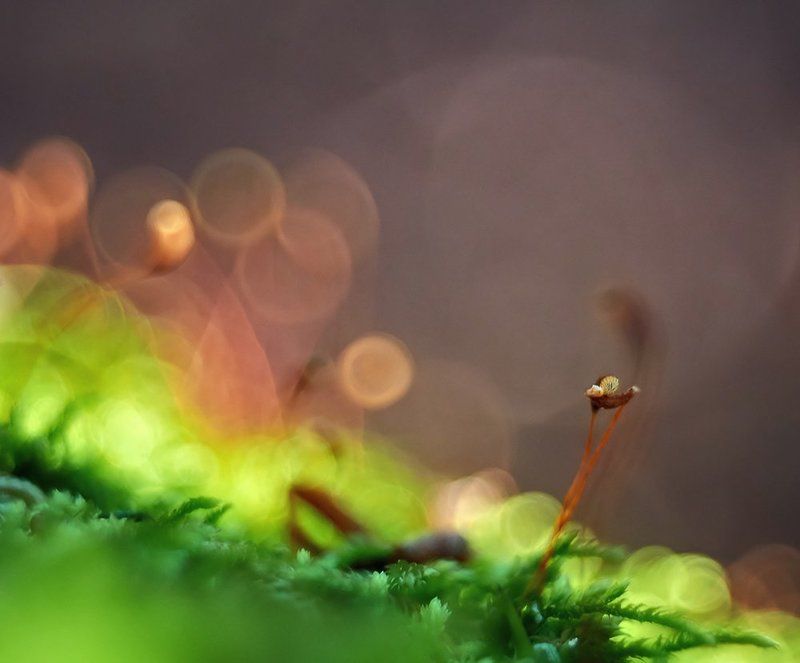 nikon 1j1, nikon 1j1, wollensak cine raptar, wollensak cine raptar 25/2.5 ***photo preview