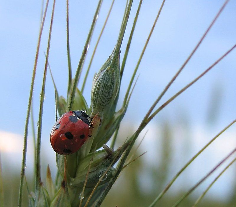 Дождь, Коровка, Макро Дождь покапал и прошел...photo preview
