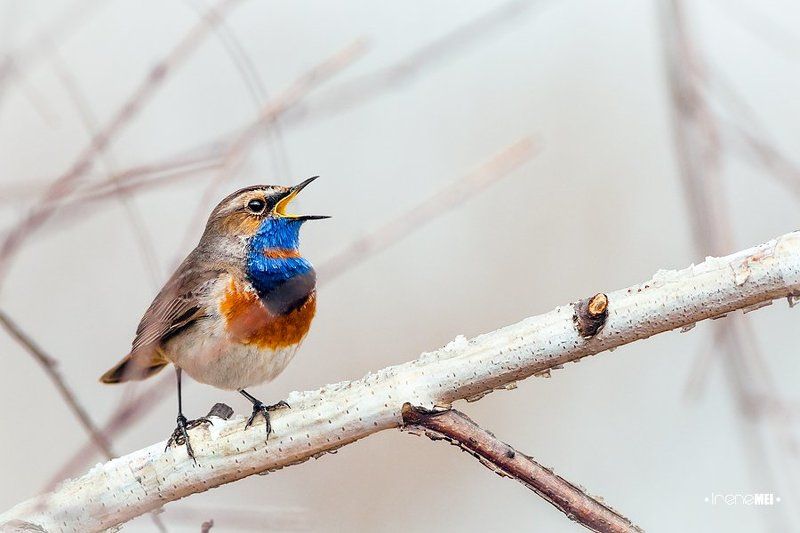 Birds, Bluethroat, Nature, Варакушка, Животные, Природа, Птицы Поющийphoto preview