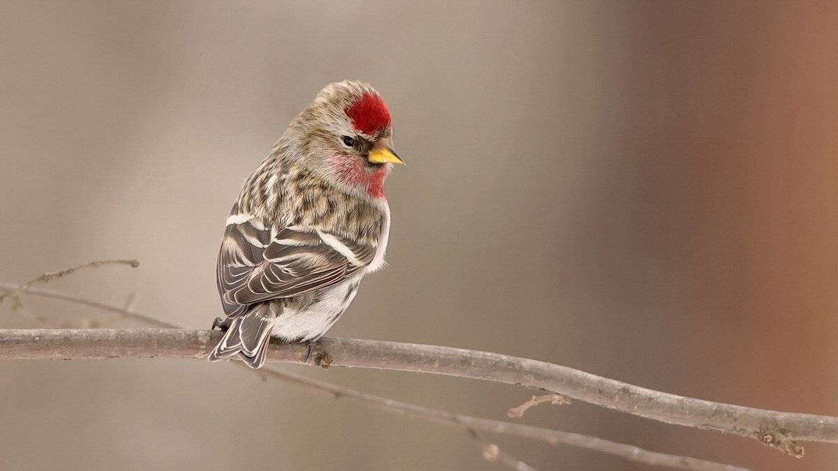 Птицы, Чечетка, Валерий Субачев
