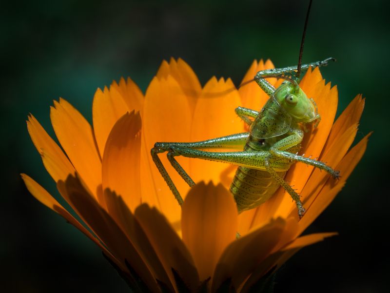 Green in orangephoto preview