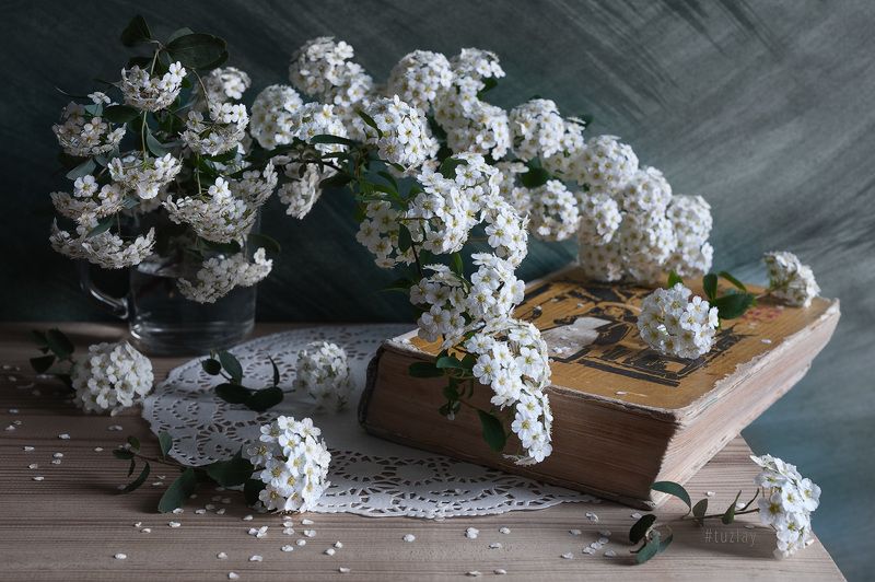 спирея, книги Про спирею и книгиphoto preview