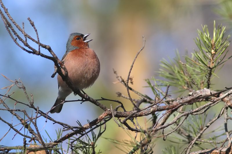 фьюр-фьюр ля-ля вичурphoto preview