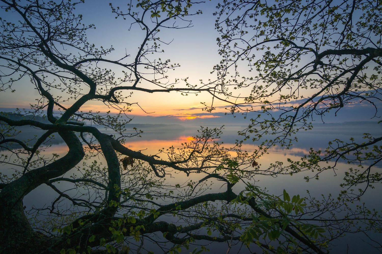 туман, московская область, утро, природа, пейзаж, весна, рассвет, солнце, Александр Кыров