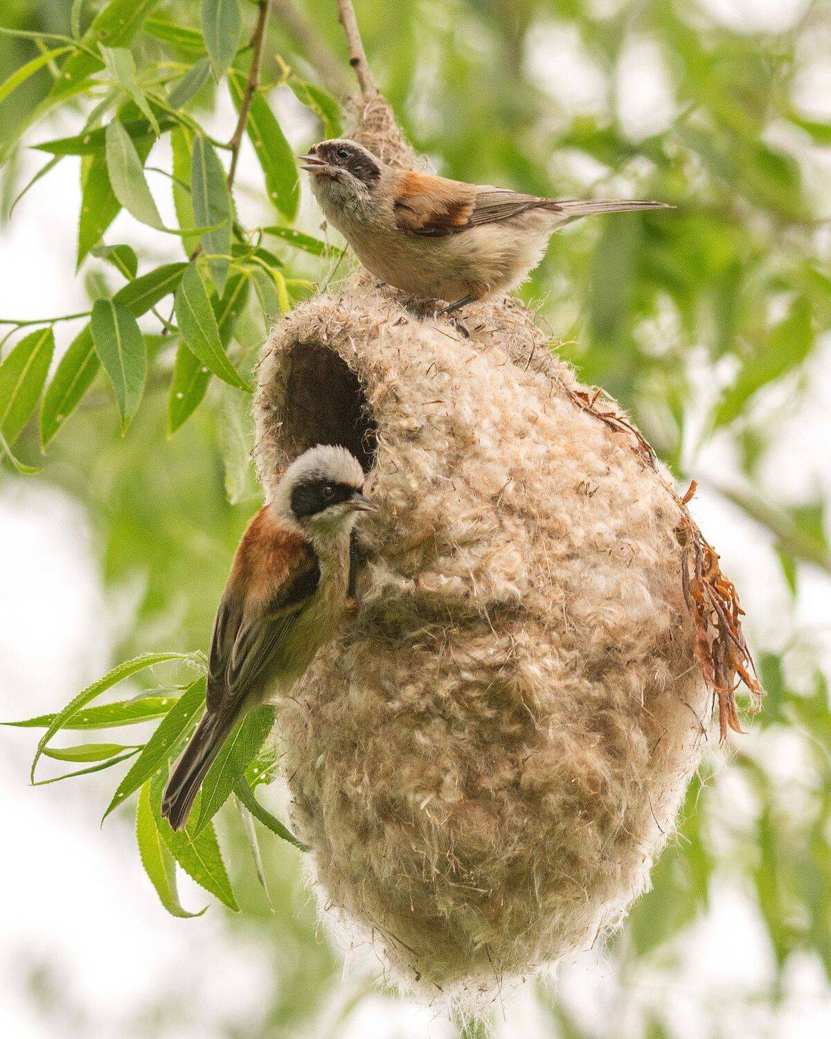 ремез весна, Руслан Сигушин