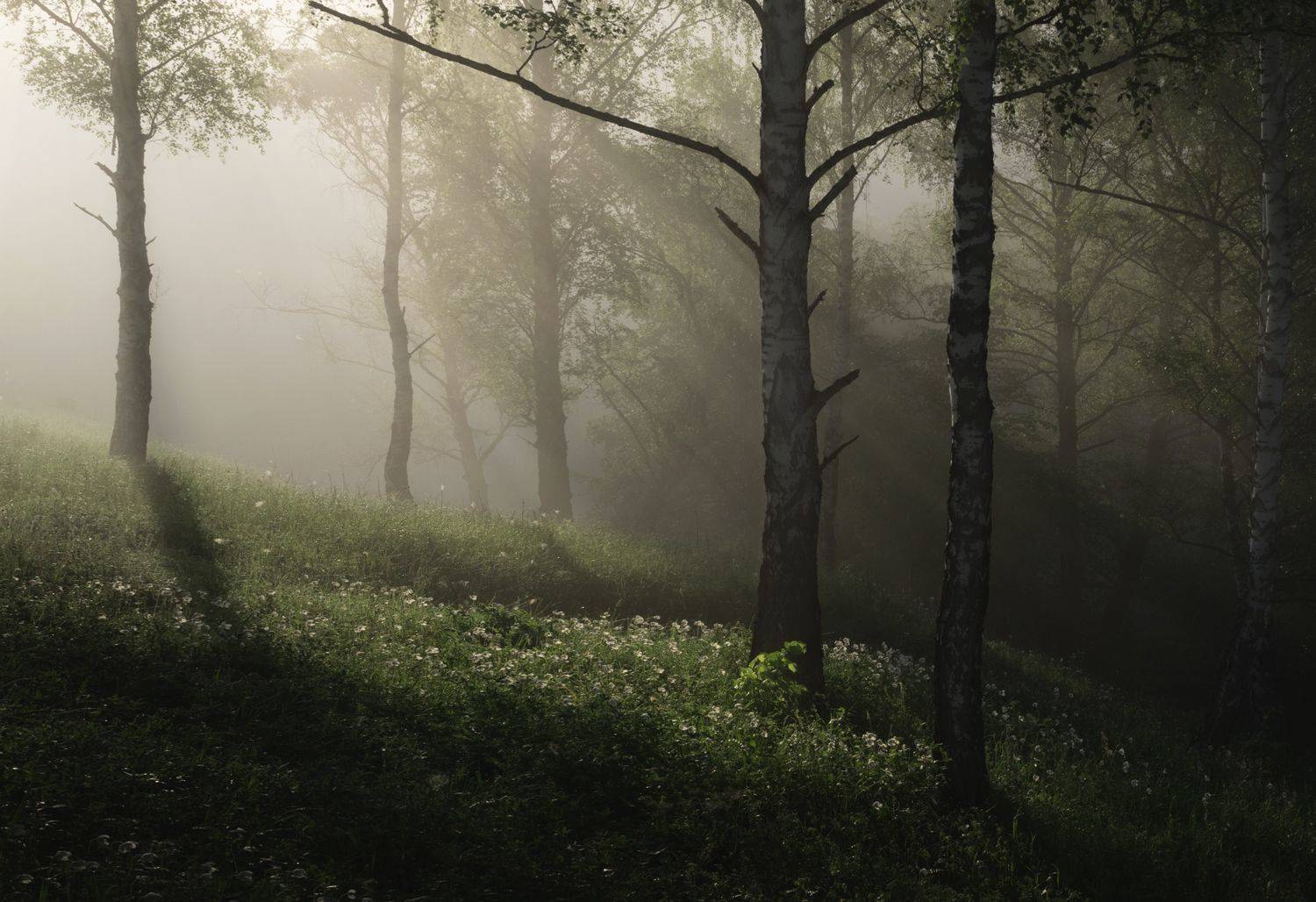 лес, свет, утро, природа, Баранов Олег