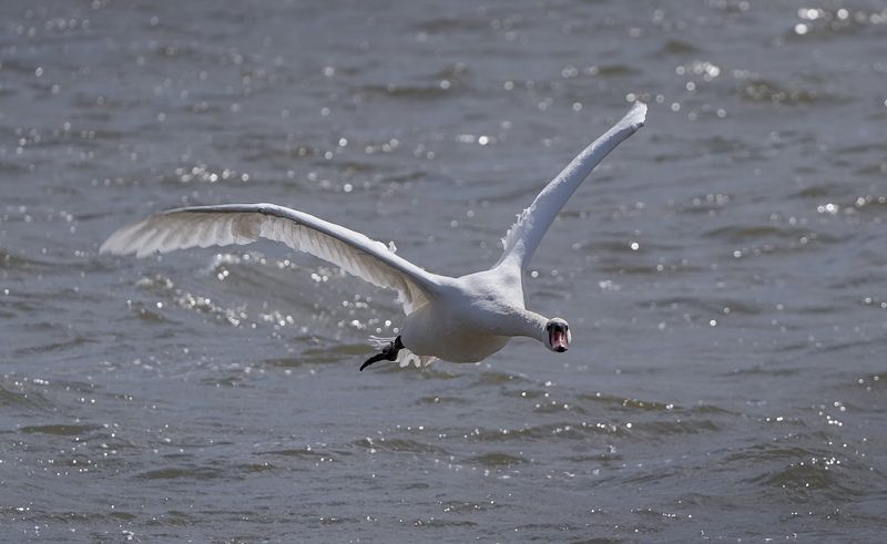 природа, птицы, лебедь, полёт Хозяин летитphoto preview