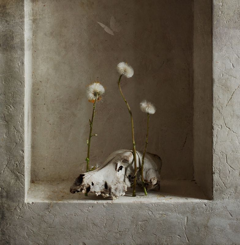 череп, натюрморт mortephoto preview