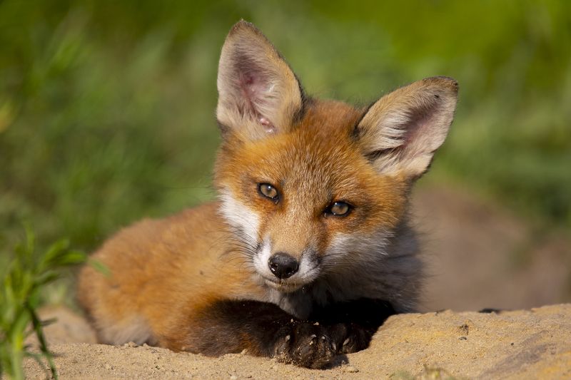 живая природа Кто там шумитphoto preview