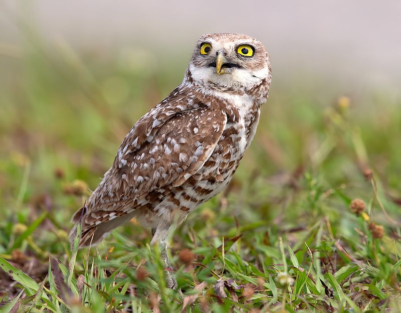 кроличий сыч,  florida, burrowing owl, owl, флорида,сыч Burrowing Owl - Кроличий сычphoto preview
