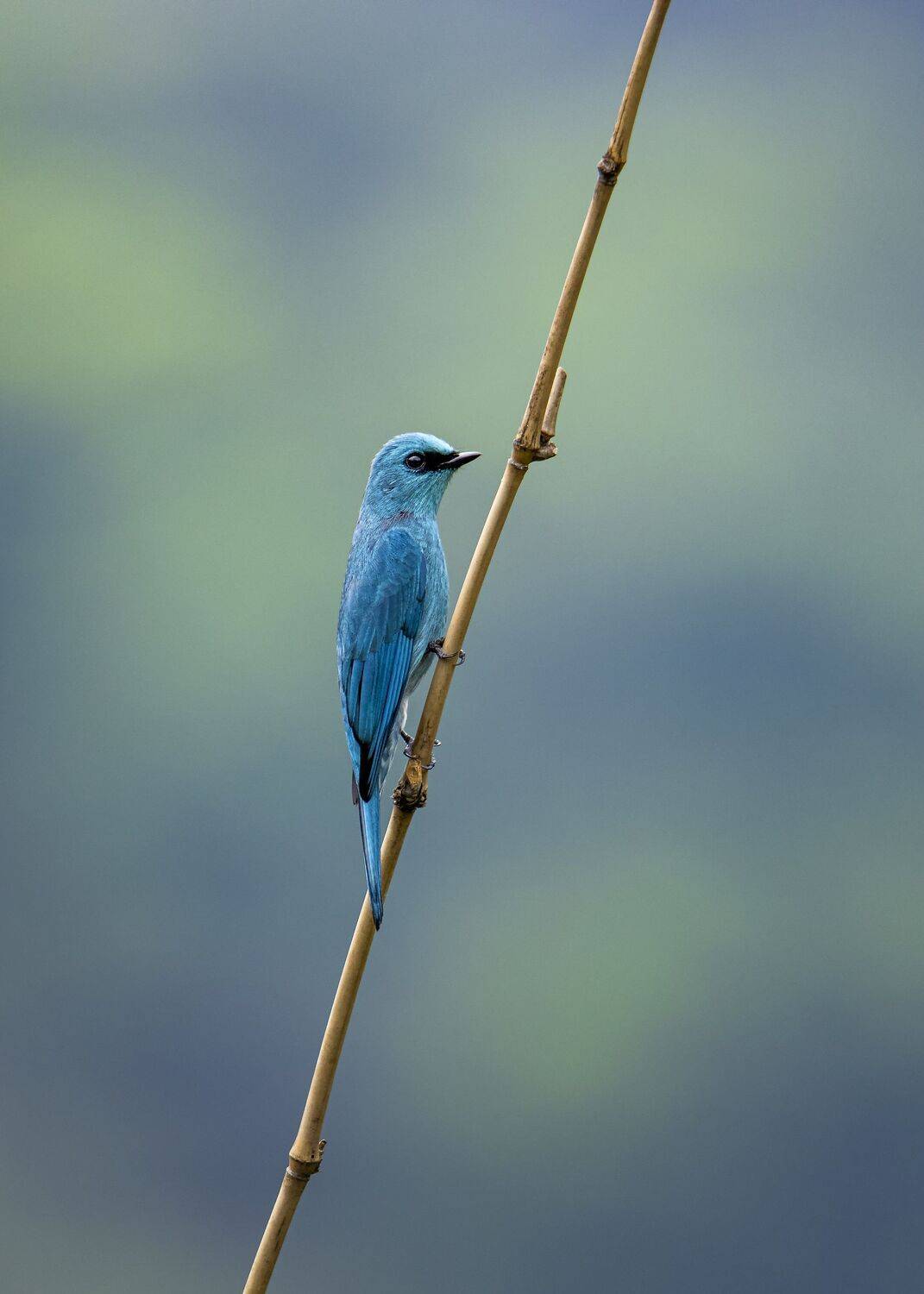 , Токарев Олег