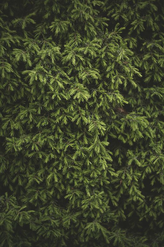 природа, ботаника, растения, майский жук, зелень, цветы июнь... фото превью