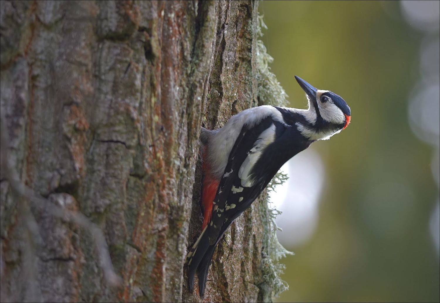 дятел, Андрей Медведев