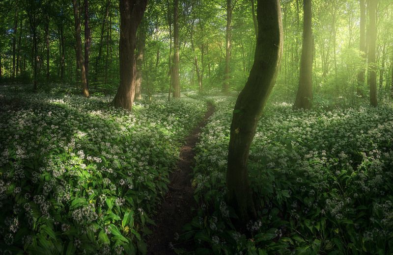 Wild garlic photo preview