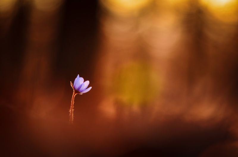 макро, цветы, цветок, одиночество, закат, краски заката, лес, тишина, покой, крик, пожар, forest, nature, macro, macro story, fowers, flower, \'To Burn In Loneliness\' / \