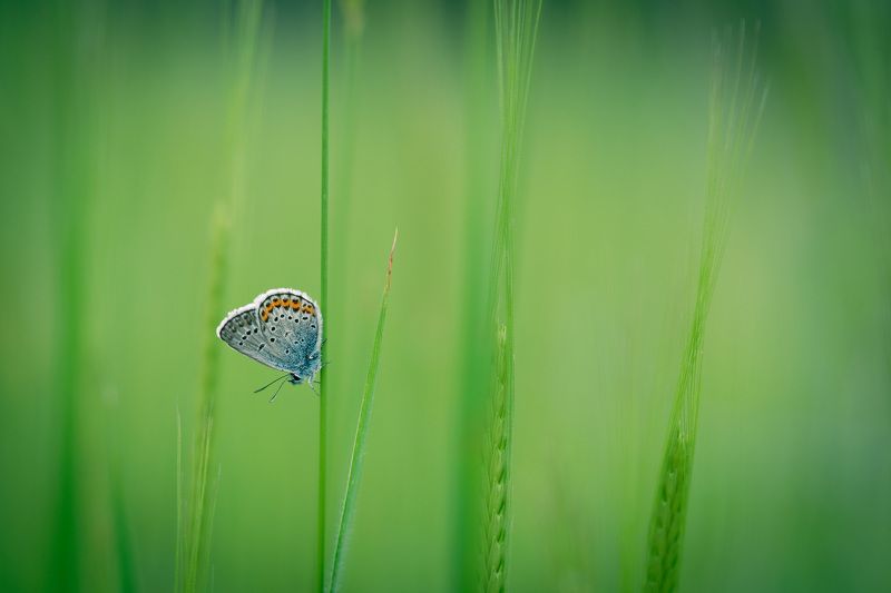 Она самая красивая....photo preview