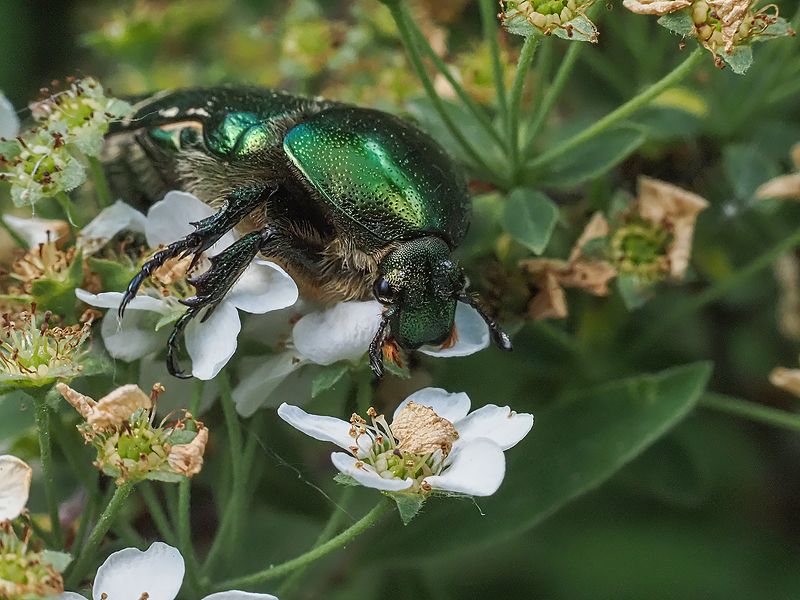 бронзовка золотистаяphoto preview