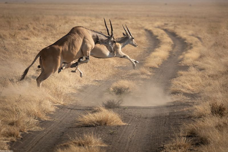 antelope, safari, africa, tour, tanzania, road, travel Antelope Jumpphoto preview