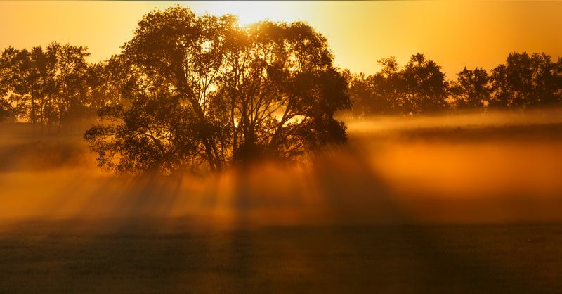 питер, пушкин, царское село, царское, пейзаж, природа, туман, landscape, nature Царскосельская Африка;)photo preview