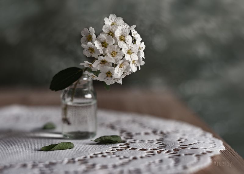 спирея, весна во флаконе, невеста, гелиос 44 И снова про спирею в маленьком флаконеphoto preview