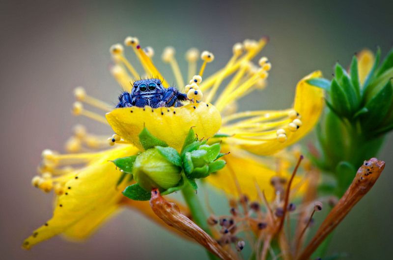 Скакунчик на зверобоеphoto preview