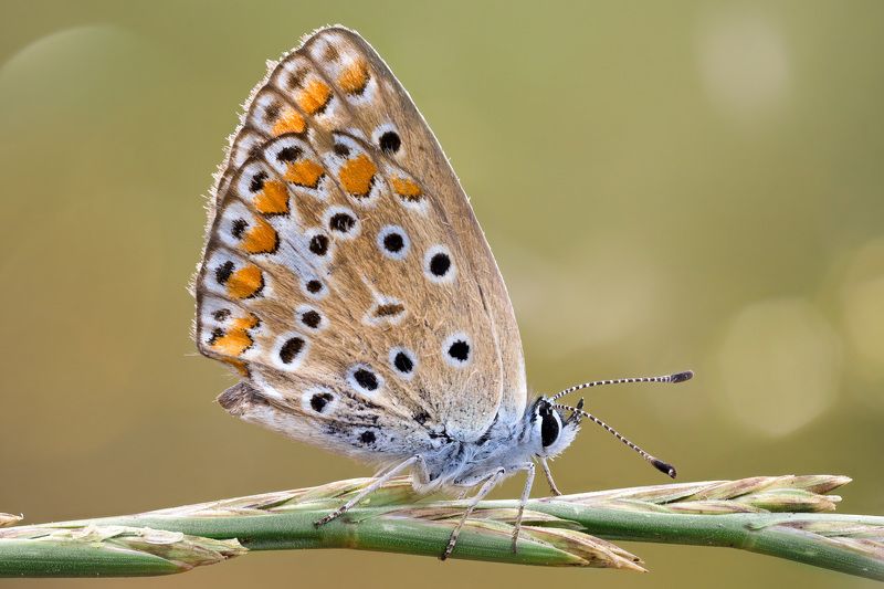 Бабочка Голубянкаphoto preview