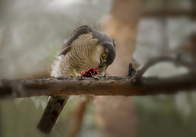 птица, ястреб, добыча, Ястреб перепелятник с добычей.photo preview