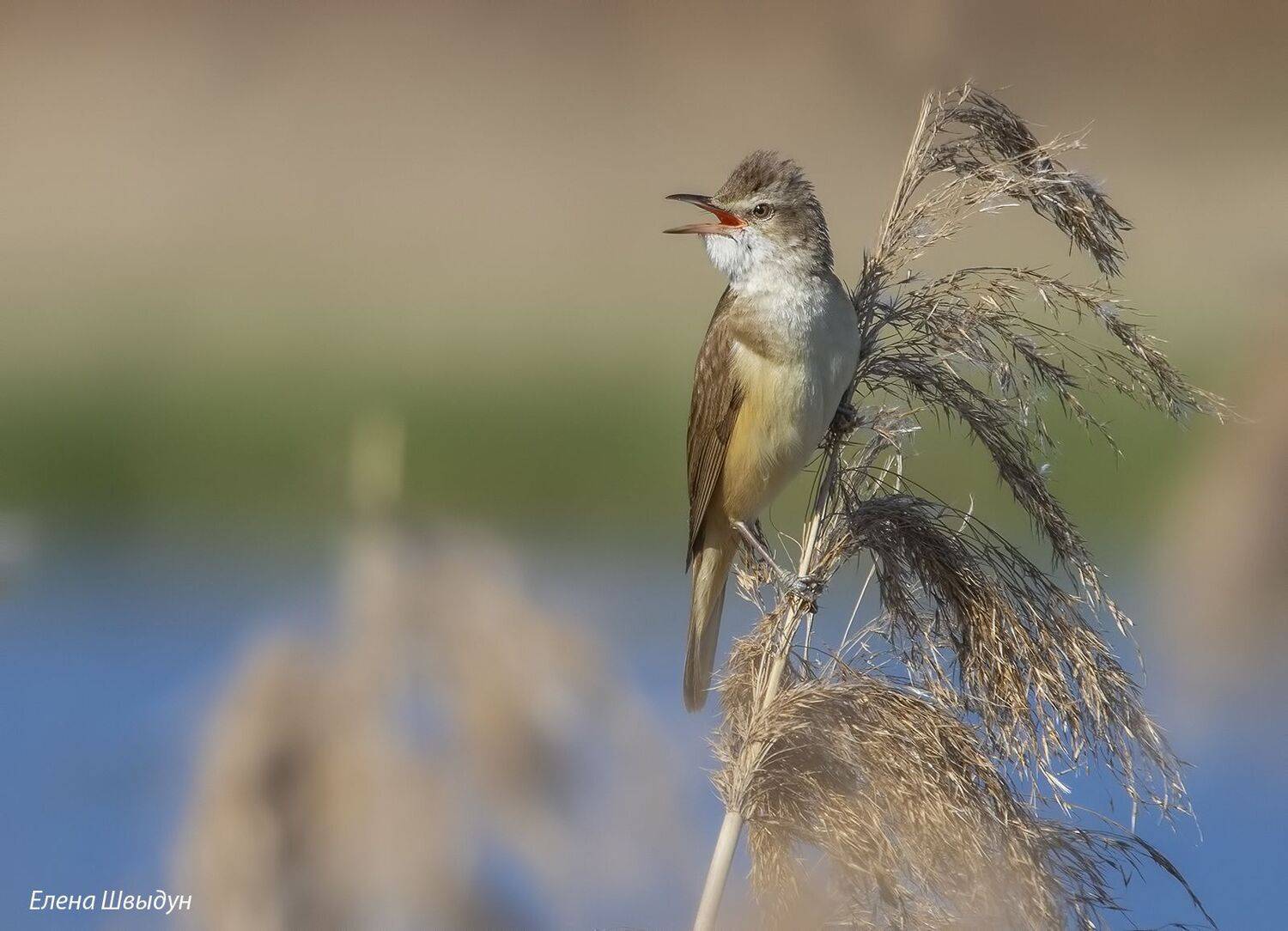 Great reed warbler. Автор: Елена Швыдун bird of prey, animal, birds, bird, animal wildlife, nature, animals in the wild, great reed warbler, камышевка, дроздовидная камышевка, Елена Швыдун