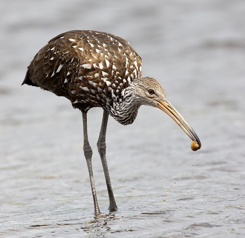 florida, limpkin, пастушковый журавль, флорида Limpkin  - Арама, или пастушковый журавльphoto preview