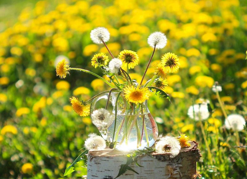 натюрморт, фотонатюрморт, лето, цветы, одуванчики,  наталья казанцева Первый день летаphoto preview