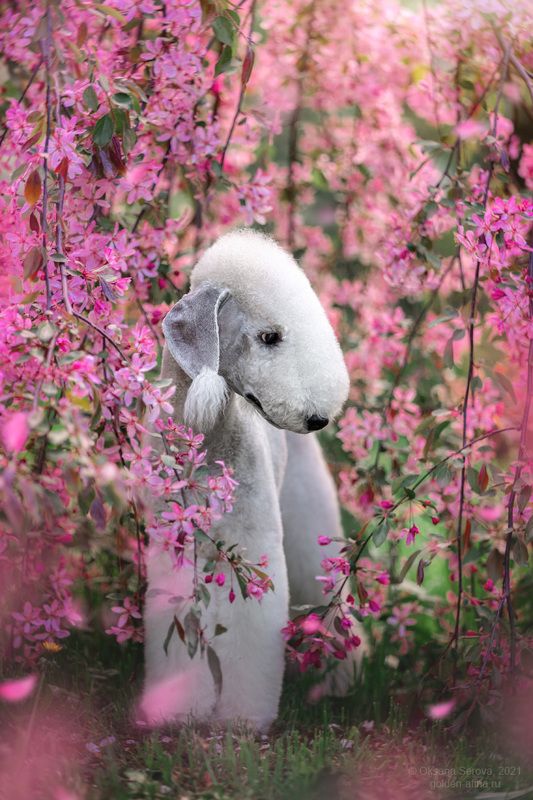 Сказочный зверикphoto preview